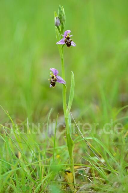 W12534 Schnepfen Ragwurz,Ophrys scolopax - Peter Wächtershäuser