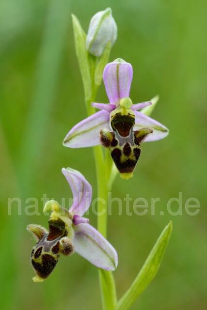 W12535 Schnepfen Ragwurz,Ophrys scolopax - Peter Wächtershäuser