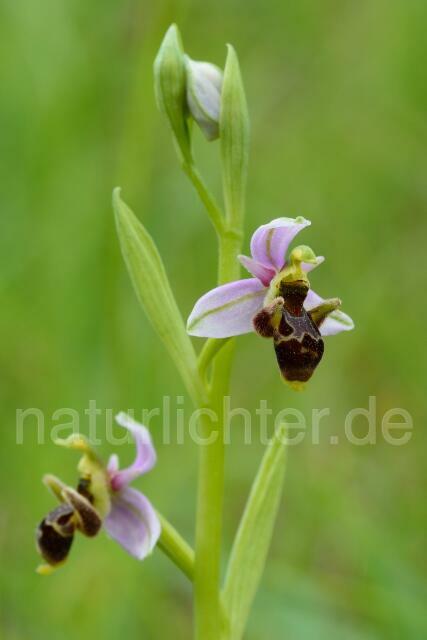 W12536 Schnepfen Ragwurz,Ophrys scolopax - Peter Wächtershäuser