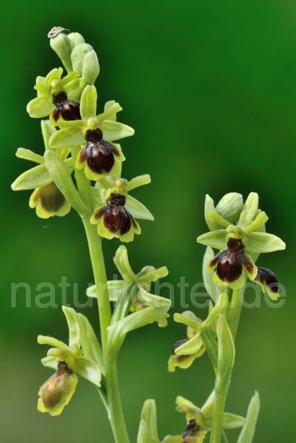 W12567 Aymonins Ragwurz x Kleine Spinnen-Ragwurz,Ophrys aymoninii x Ophrys araneola - Peter Wächtershäuser