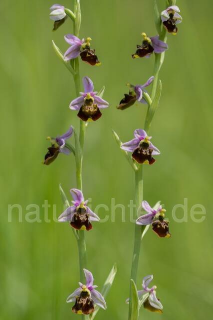 W14082 Hummel-Ragwurz,Ophrys holoserica - Peter Wächtershäuser