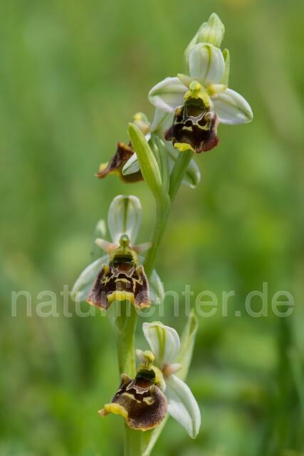 W14088  Hummel-Ragwurz,Ophrys holoserica - Peter Wächtershäuser