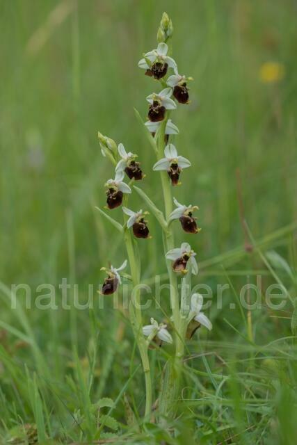 W14089  Hummel-Ragwurz,Ophrys holoserica - Peter Wächtershäuser