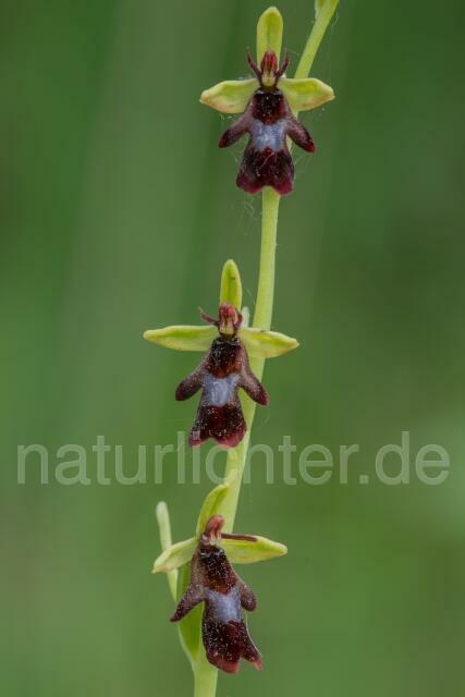 W16123 Fliegen-Ragwurz,Ophrys insectifera - Peter Wächtershäuser