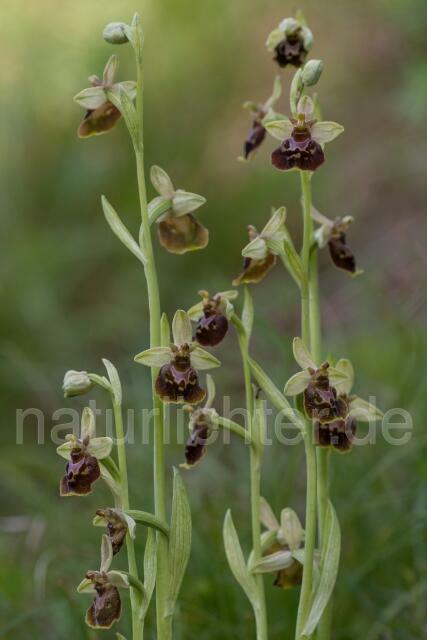 W16137 Hummel-Ragwurz,Ophrys holoserica - Peter Wächtershäuser