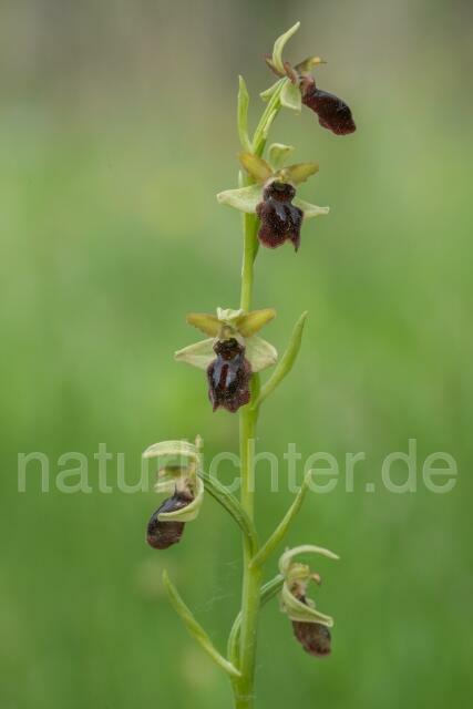 W16150 Spinnen-Ragwurz,Ophrys sphegodes - Peter Wächtershäuser