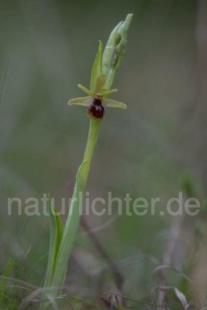 W16367 Kleine Spinnen-Ragwurz,Ophrys araneola - Peter Wächtershäuser