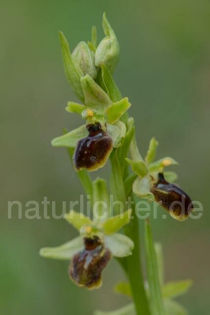W16369 Kleine Spinnen-Ragwurz,Ophrys araneola - Peter Wächtershäuser