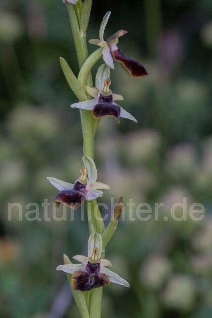 W19467 Gortyn-Ragwurz,Ophrys sphegodes subsp. gortynia - Peter Wächtershäuser