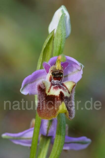 W8294 Weißglanz-Ragwurz,Ophrys candica - Peter Wächtershäuser