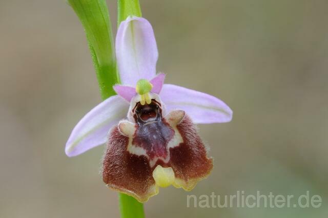 W8298 Weißglanz-Ragwurz,Ophrys candica - Peter Wächtershäuser
