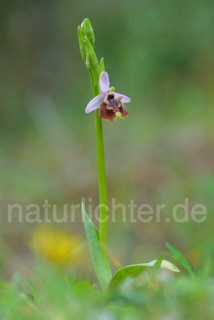 W8299 Weißglanz-Ragwurz,Ophrys candica - Peter Wächtershäuser