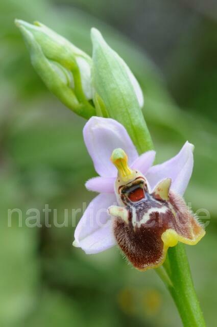 W8300 Weißglanz-Ragwurz,Ophrys candica - Peter Wächtershäuser