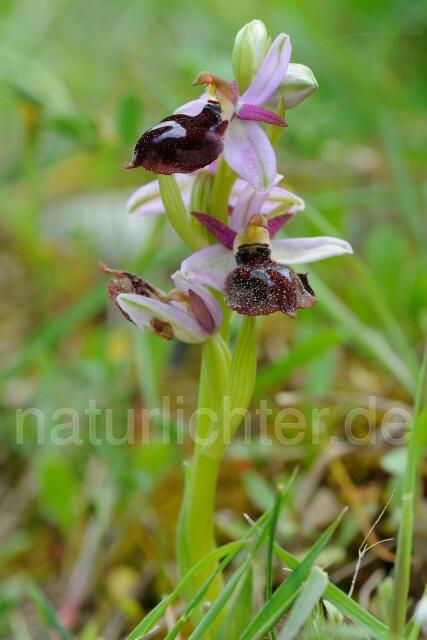 W8336 Hufeisen-Ragwurz,Ophrys ferrum- equinum - Peter Wächtershäuser