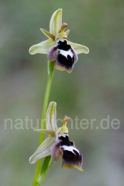 W8385 Reinholds Ragwurz,Ophrys reinholdii - Peter Wächtershäuser
