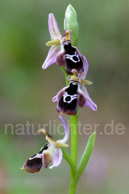 W8386 Reinholds Ragwurz,Ophrys reinholdii - Peter Wächtershäuser