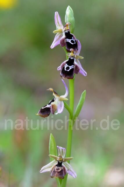 W8388 Reinholds Ragwurz,Ophrys reinholdii - Peter Wächtershäuser