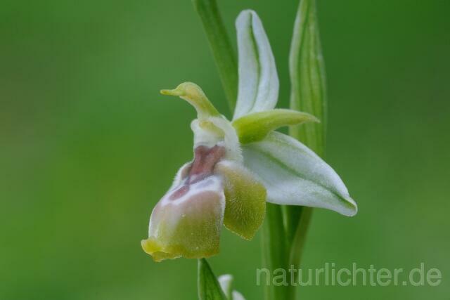 W8389 Reinholds Ragwurz,Ophrys reinholdii - Peter Wächtershäuser