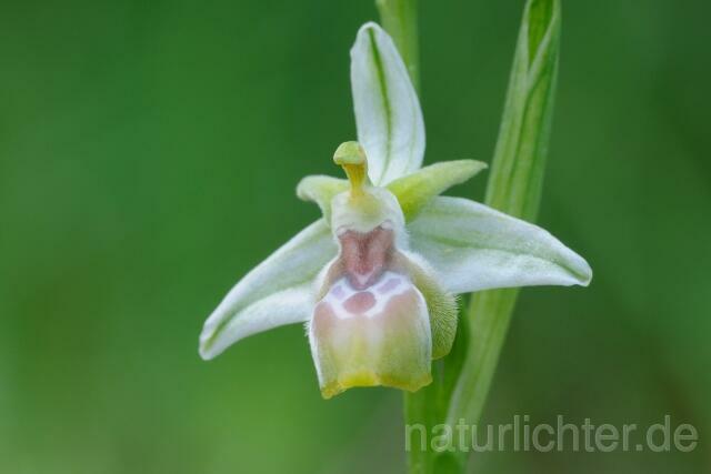 W8390 Reinholds Ragwurz,Ophrys reinholdii - Peter Wächtershäuser