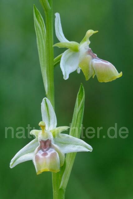 W8391 Reinholds Ragwurz,Ophrys reinholdii - Peter Wächtershäuser