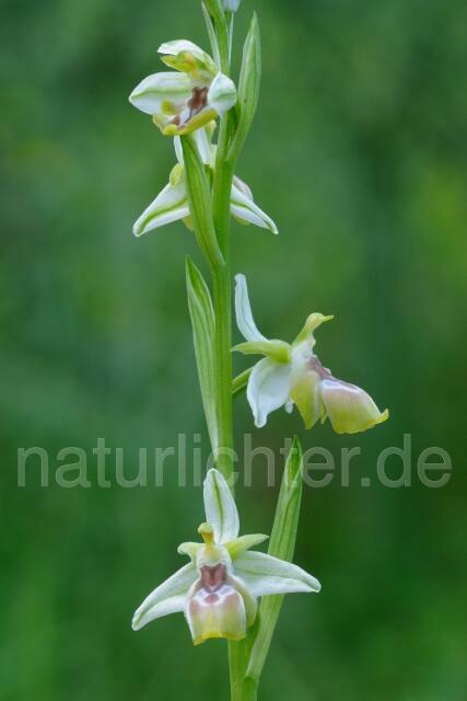W8392 Reinholds Ragwurz,Ophrys reinholdii - Peter Wächtershäuser