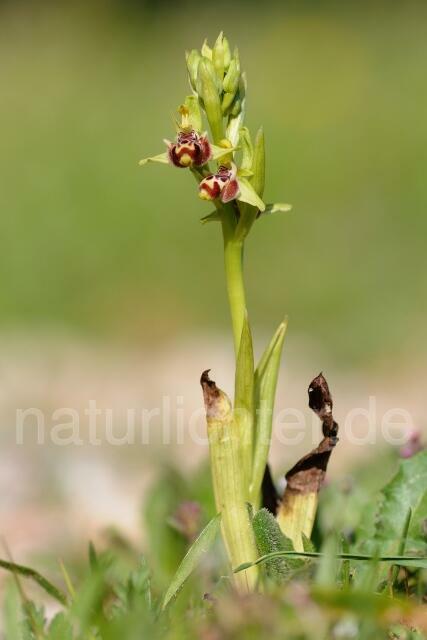 W8397 Rhodische-Ragwurz,Ophrys rhodia - Peter Wächtershäuser