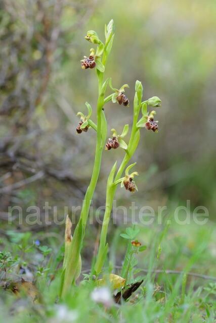 W8398 Rhodische-Ragwurz,Ophrys rhodia - Peter Wächtershäuser