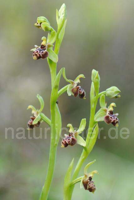 W8399 Rhodische-Ragwurz,Ophrys rhodia - Peter Wächtershäuser