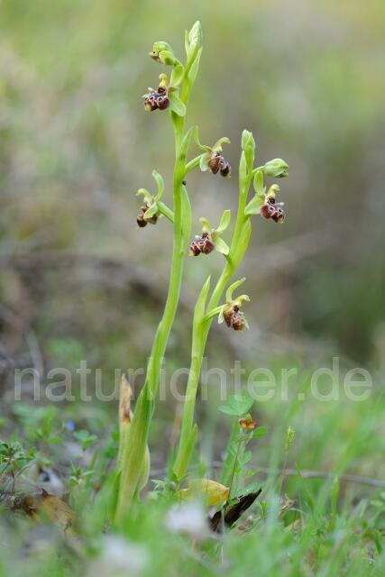 W8400 Rhodische-Ragwurz,Ophrys rhodia - Peter Wächtershäuser