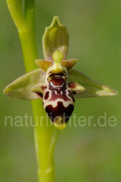 W8401 Rhodische-Ragwurz,Ophrys rhodia - Peter Wächtershäuser