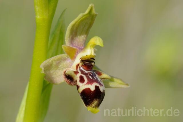 W8402 Rhodische-Ragwurz,Ophrys rhodia - Peter Wächtershäuser