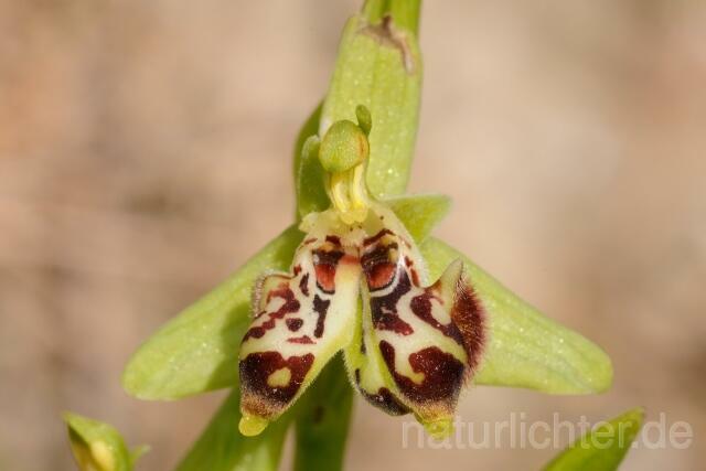 W8403 Rhodische-Ragwurz,Ophrys rhodia - Peter Wächtershäuser