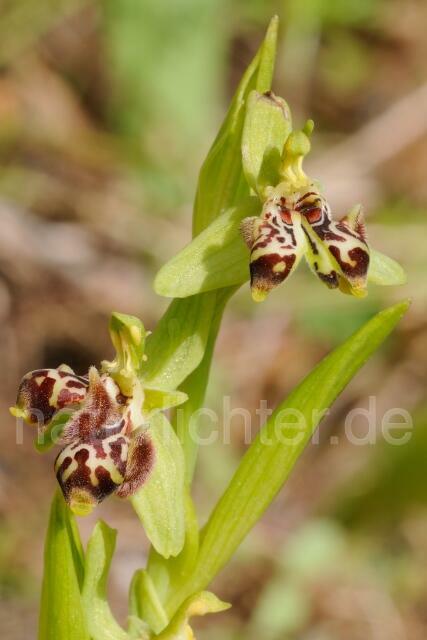 W8404 Rhodische-Ragwurz,Ophrys rhodia - Peter Wächtershäuser
