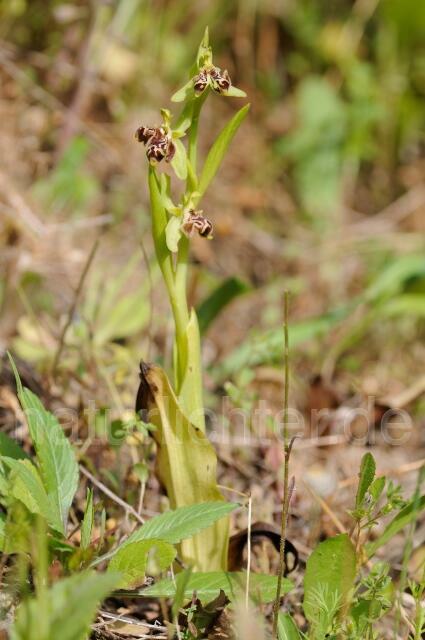 W8405 Rhodische-Ragwurz,Ophrys rhodia - Peter Wächtershäuser