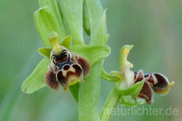 W8406 Rhodische-Ragwurz,Ophrys rhodia - Peter Wächtershäuser