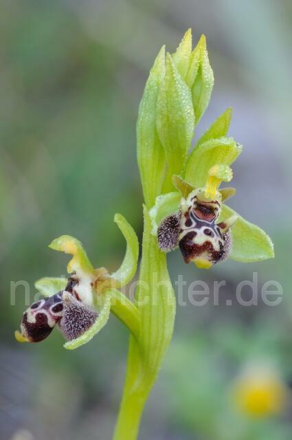 W8407 Rhodische-Ragwurz,Ophrys rhodia - Peter Wächtershäuser
