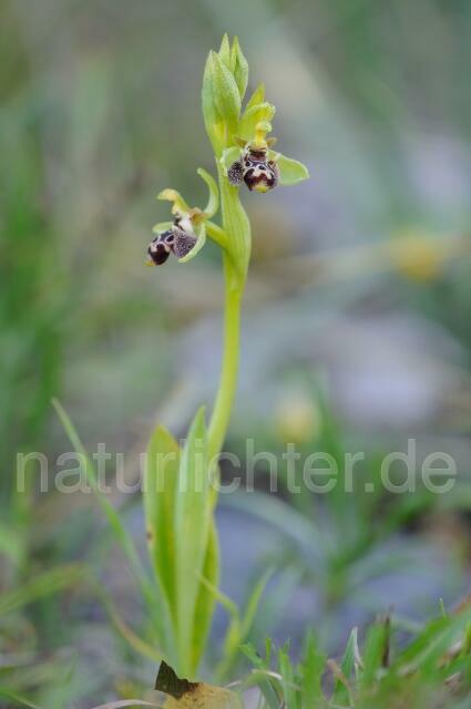 W8408 Rhodische-Ragwurz,Ophrys rhodia - Peter Wächtershäuser