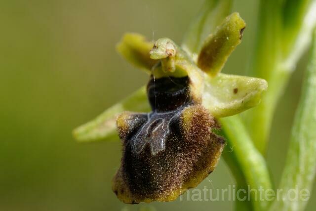 W9242 Spinnen-Ragwurz,Ophrys sphegodes - Peter Wächtershäuser