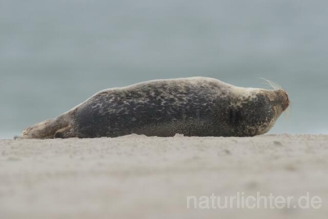 W10666 Seehund,Harbor seal - Peter Wächtershäuser