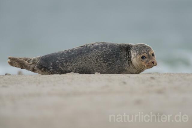 W10668 Seehund,Harbor seal - Peter Wächtershäuser