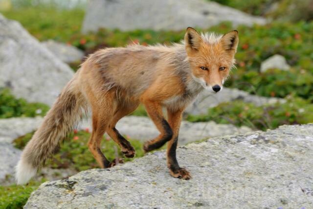W10690 Rotfuchs,Red fox - Peter Wächtershäuser