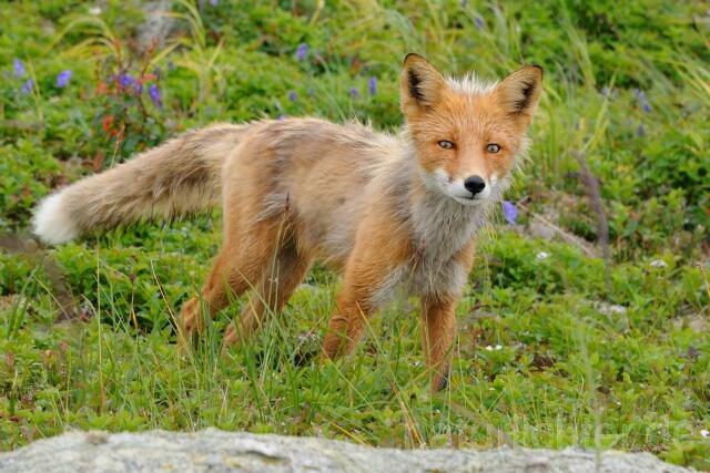 W10691 Rotfuchs,Red Fox - Peter Wächtershäuser