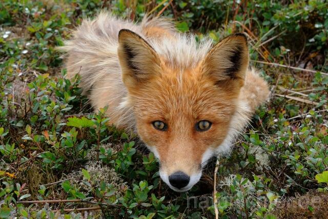 W10693 Rotfuchs,Red Fox - Peter Wächtershäuser