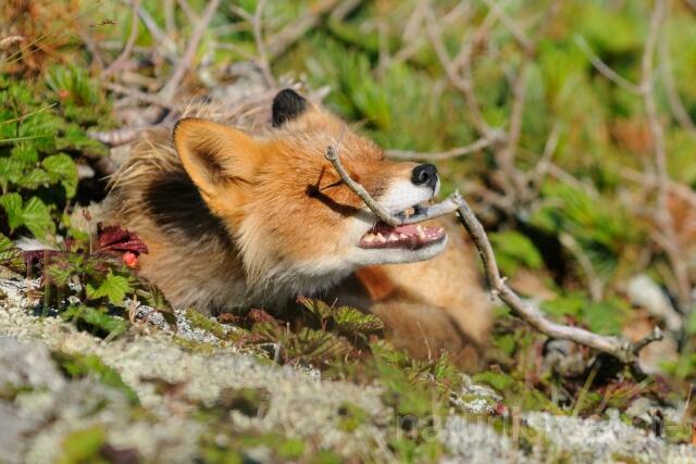 W10698 Rotfuchs,Red Fox - Peter Wächtershäuser