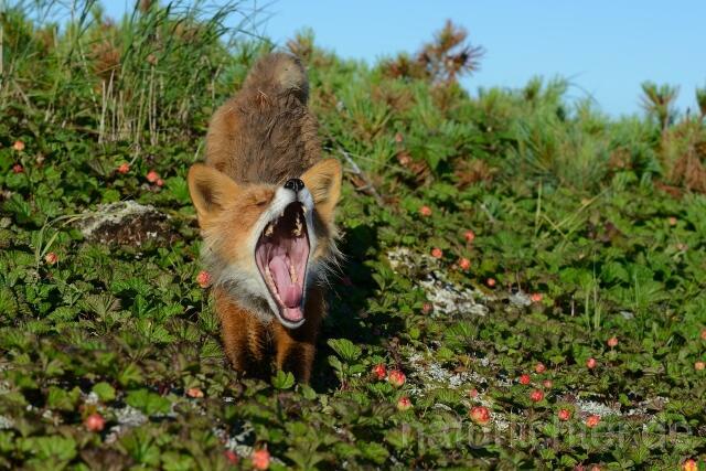 W10705 Rotfuchs,Red Fox - Peter Wächtershäuser