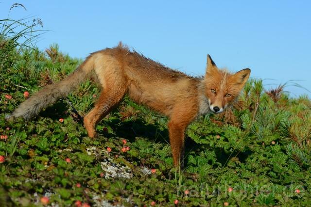 W10706 Rotfuchs,Red Fox - Peter Wächtershäuser