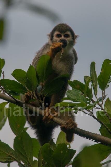 W14465 Ecuador-Totenkopfaffe,Ecuadorian Squirrel Monkey - Peter Wächtershäuser