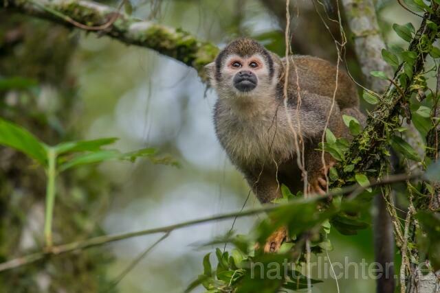 W14469 Ecuador-Totenkopfaffe,Ecuadorian Squirrel Monkey - Peter Wächtershäuser