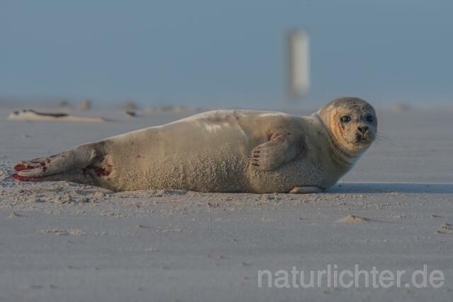 W16397 Seehund,Harbor seal - Peter Wächtershäuser