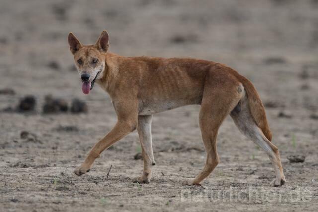 W18243 Dingo,Australian Dingo - Peter Wächtershäuser